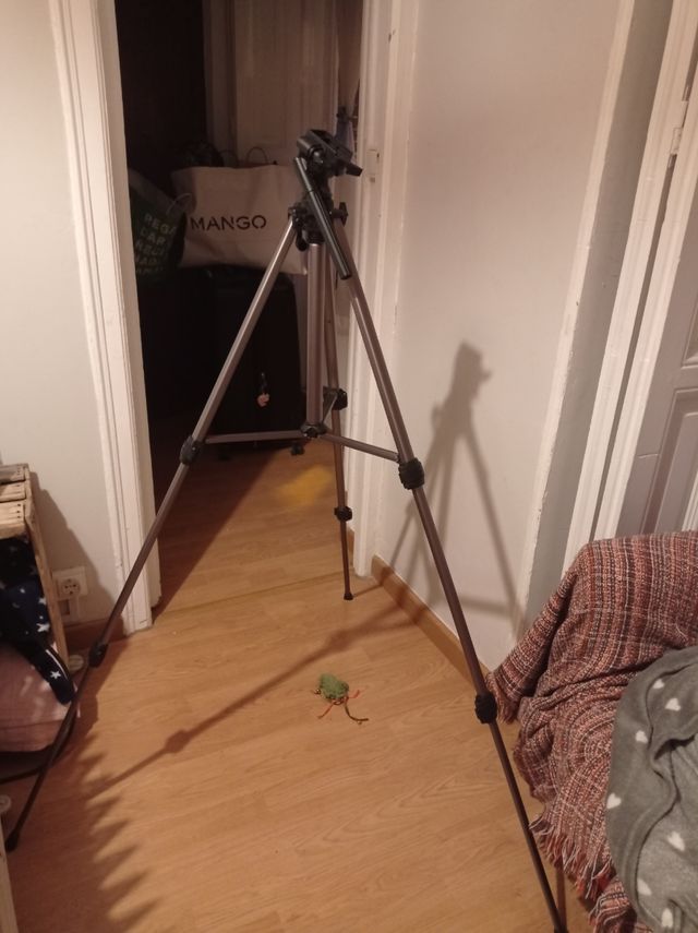 treppiede senza scarpa