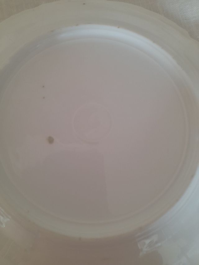 8 platos loza, uno un poco dañado