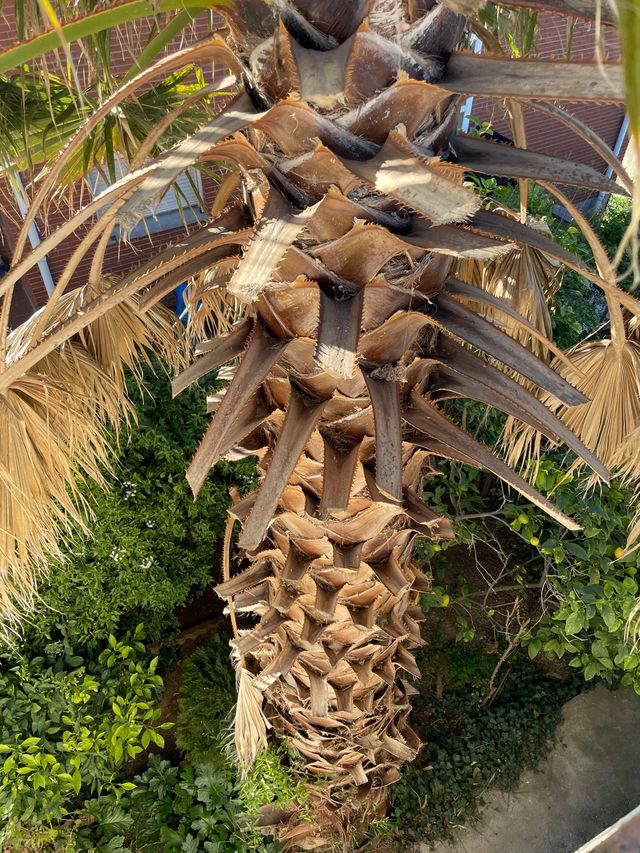 Palmera washingtonia 7 metros altura