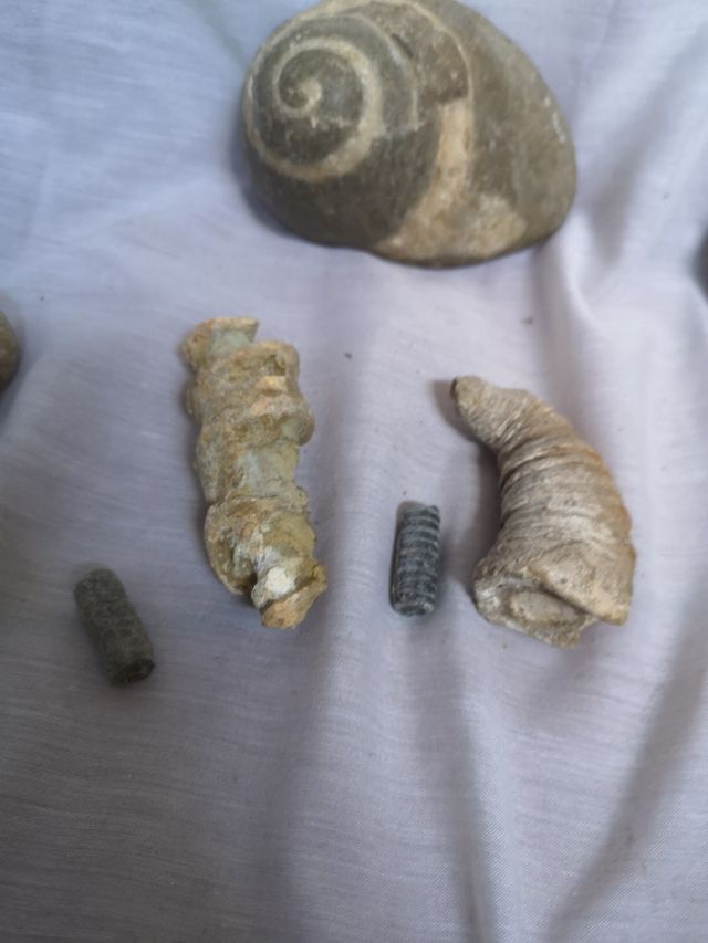 Colección de fósiles