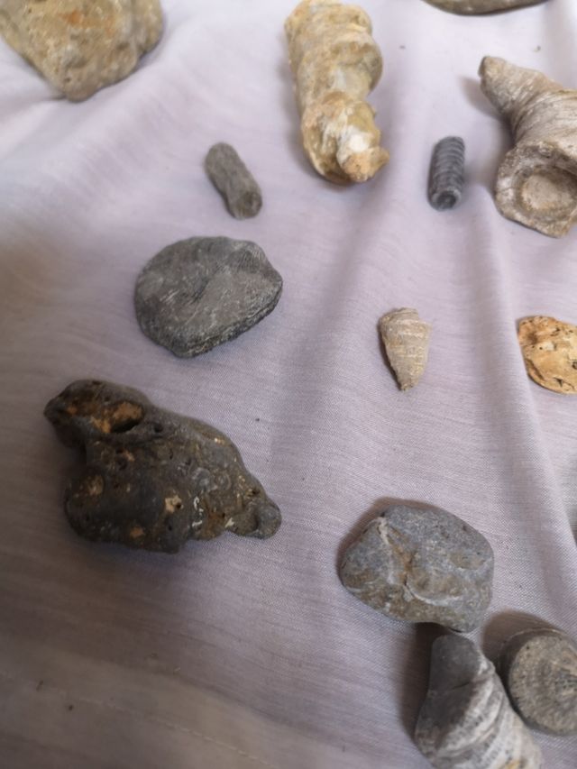 Colección de fósiles