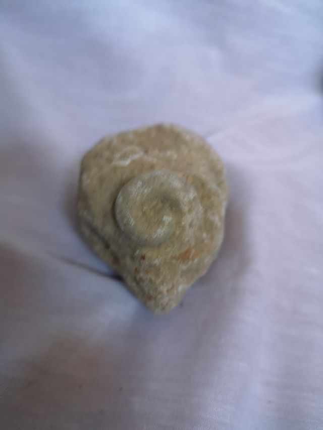 Colección de fósiles