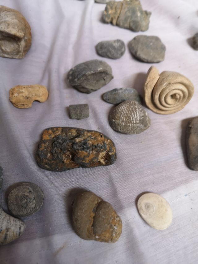 Colección de fósiles