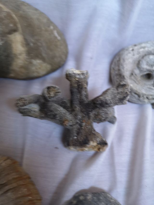 Colección de fósiles