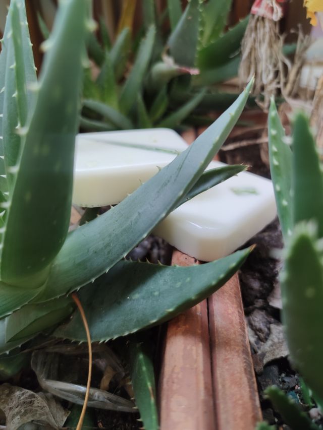 Jabones de Aloe Vera