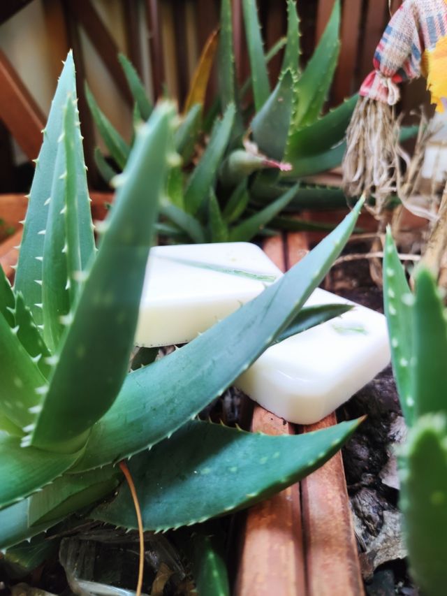 Jabones de Aloe Vera