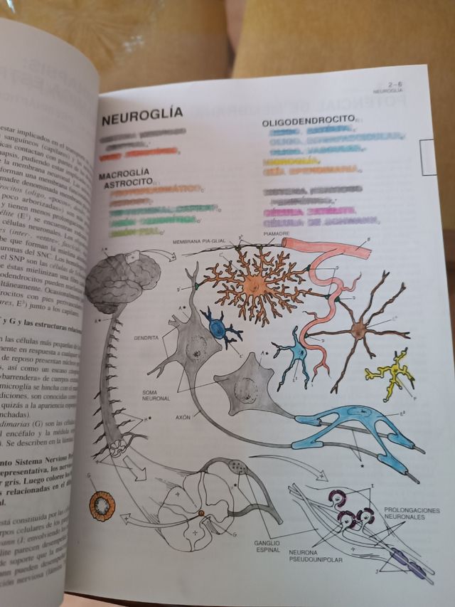 El Cerebro Humano.. cuaderno de trabajo