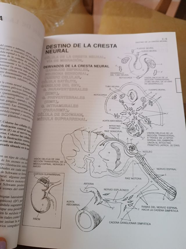 El Cerebro Humano.. cuaderno de trabajo