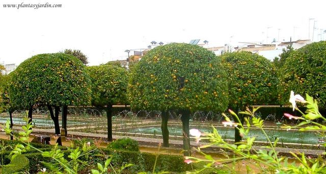 Poda de árboles frutales y ornamentales.