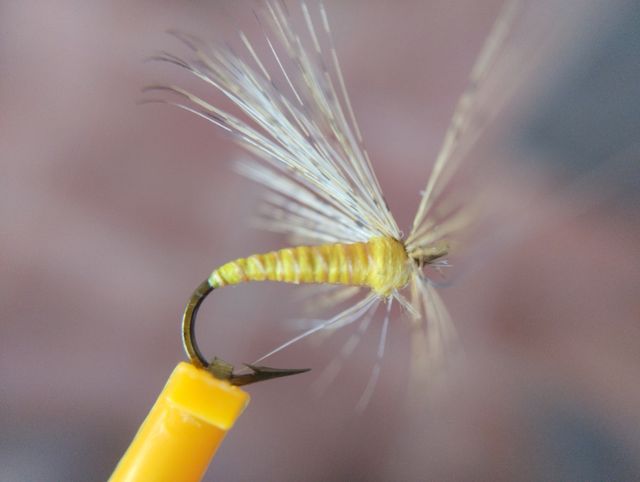 MOSCAS AHOGADAS DE LEON