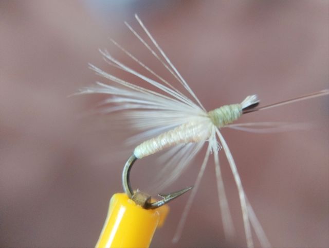 MOSCAS AHOGADAS DE LEON