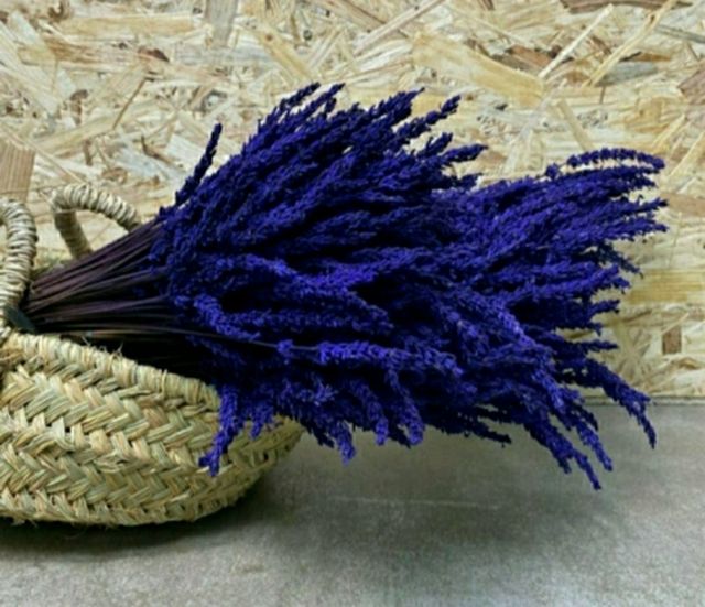 Lavanda preservada