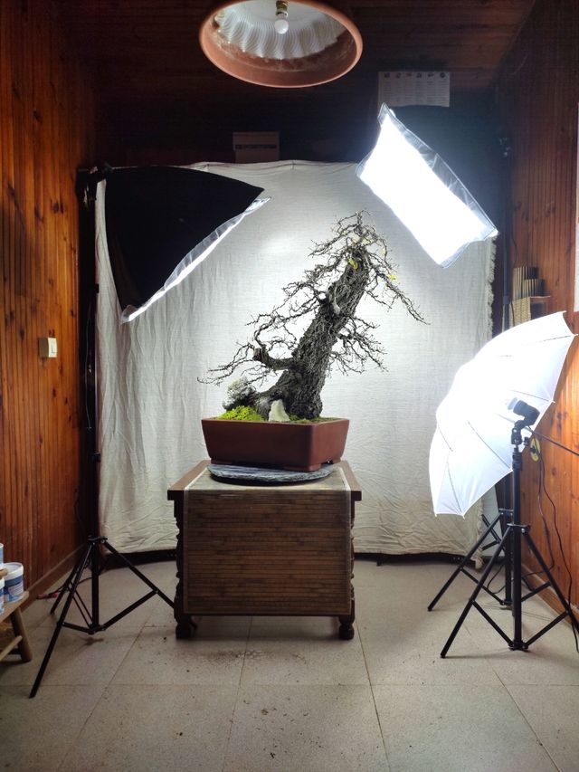 bonsais de roble , alcornoque y encina bonsai