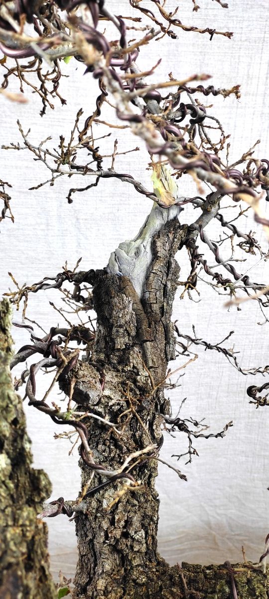 bonsais de roble , alcornoque y encina bonsai