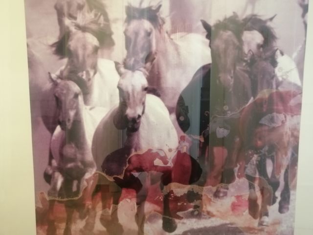 cuadro caballos lámina