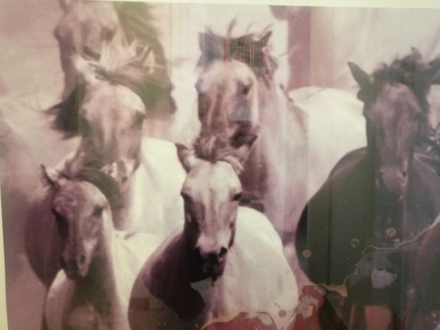 cuadro caballos lámina