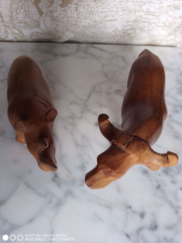 bisonte y rinoceronte