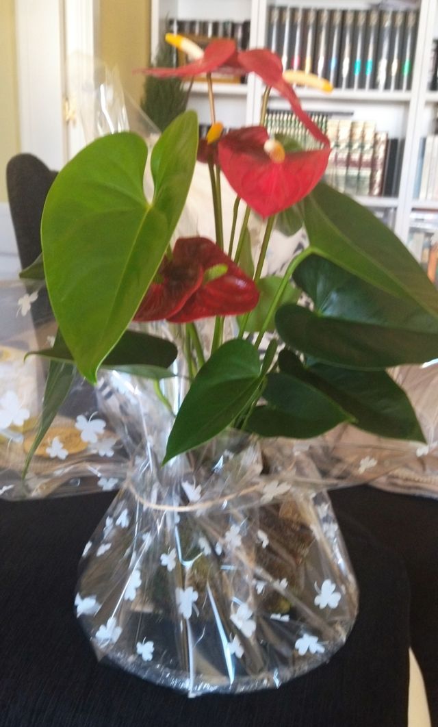 kokedamas y terrareos