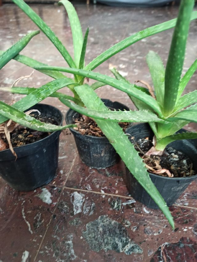 3 piante di aloe
