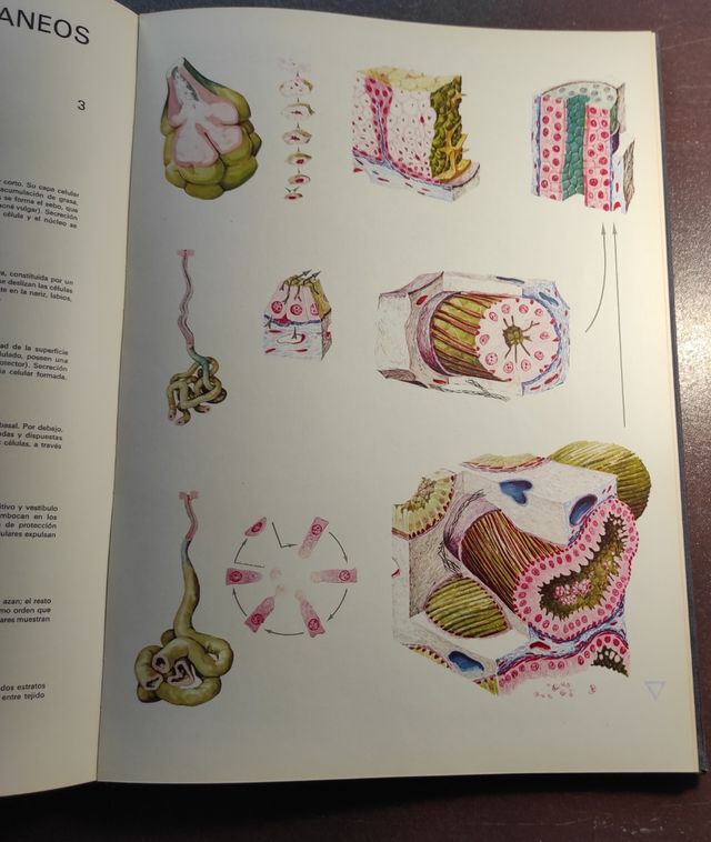 Atlas de Histología Plástica. Román Hippéli