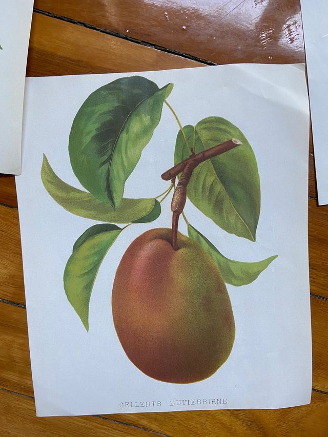 Ilustraciones científicas, estampas