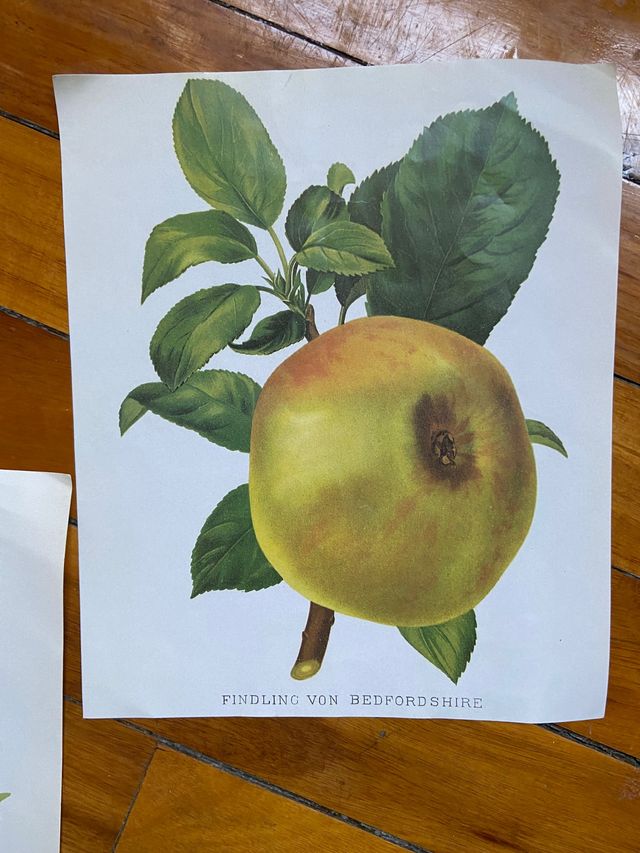 Ilustraciones científicas, estampas