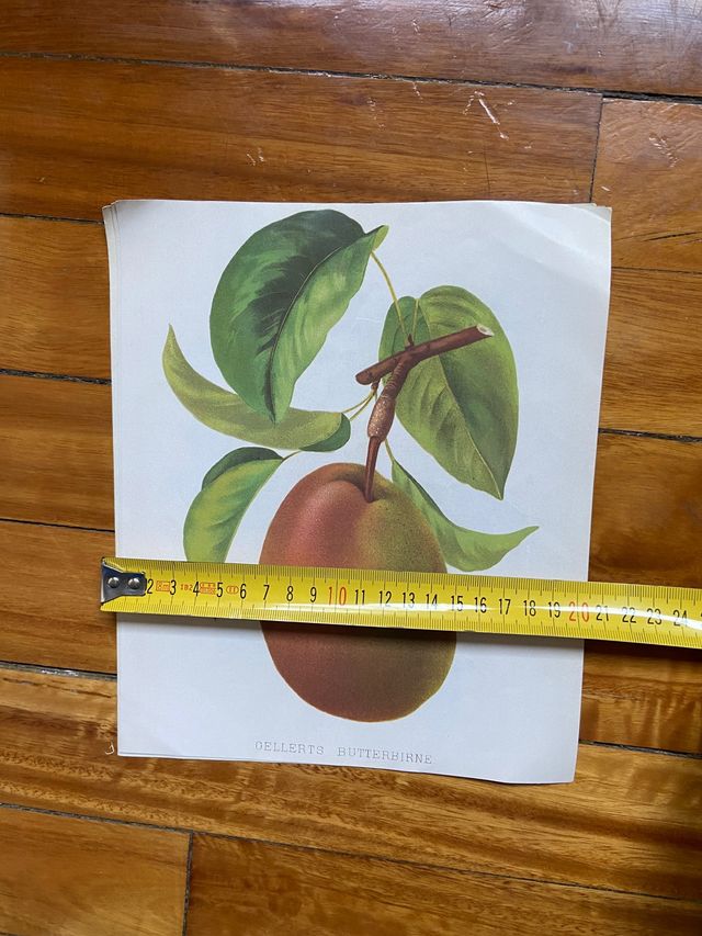 Ilustraciones científicas, estampas