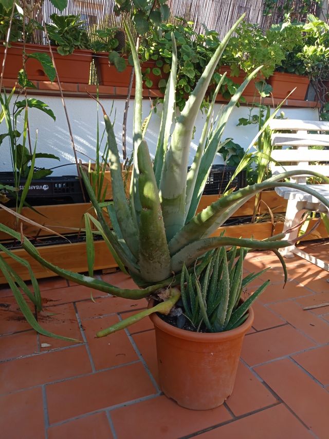 Aloes de varios tamaños