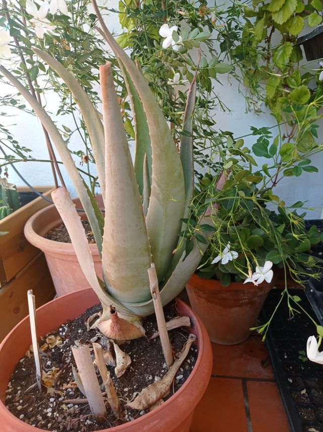 Aloes de varios tamaños