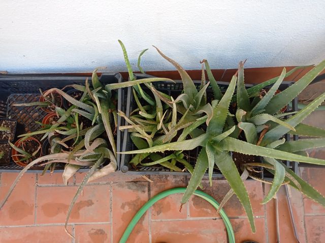 Aloes de varios tamaños