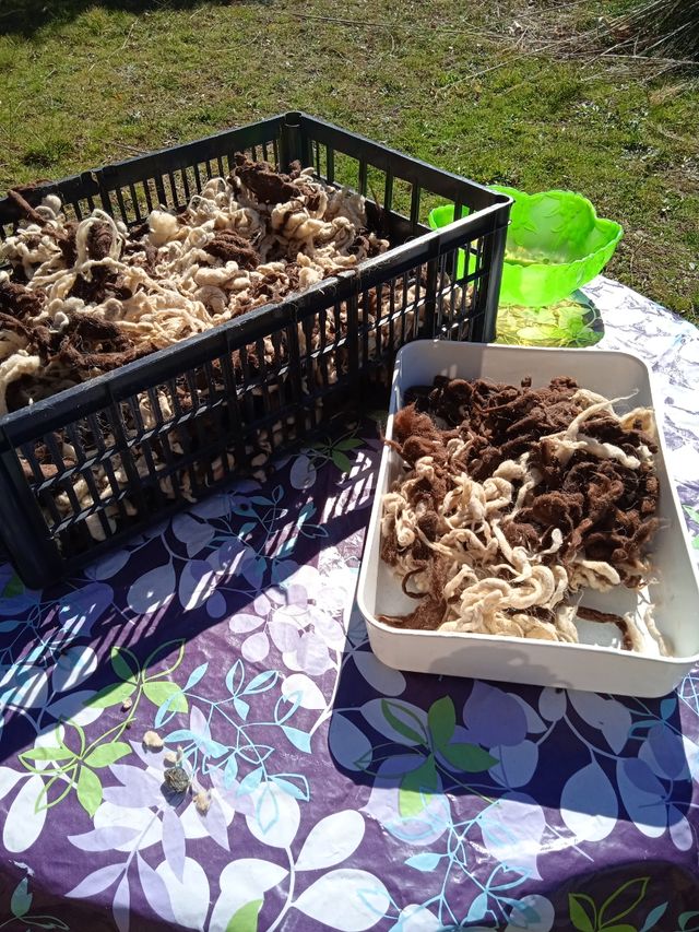 Lana natural de oveja