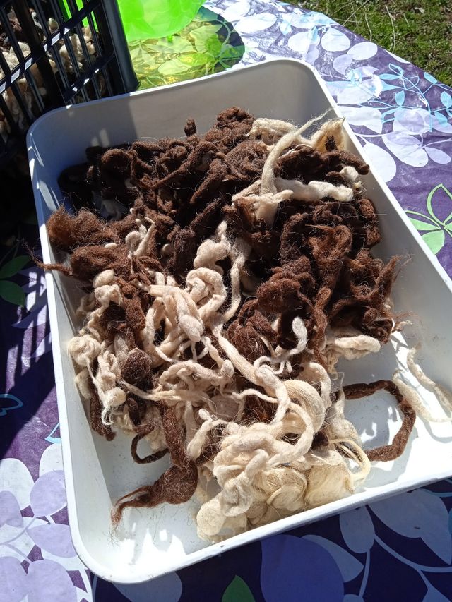 Lana natural de oveja