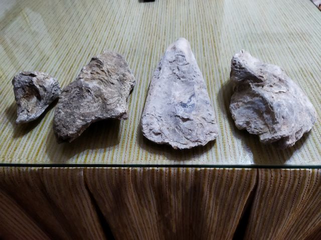 Conchas fósiles prehitoricas