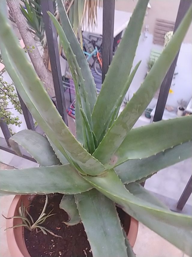 aloe vera MUY GRANDE