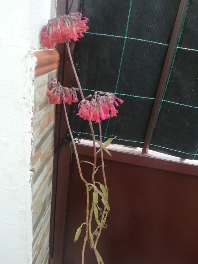 Bonitas plantas y variedad