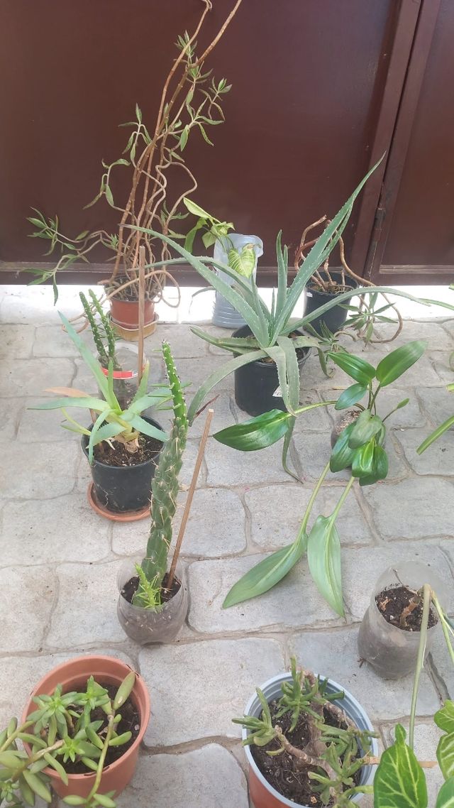 Bonitas plantas y variedad