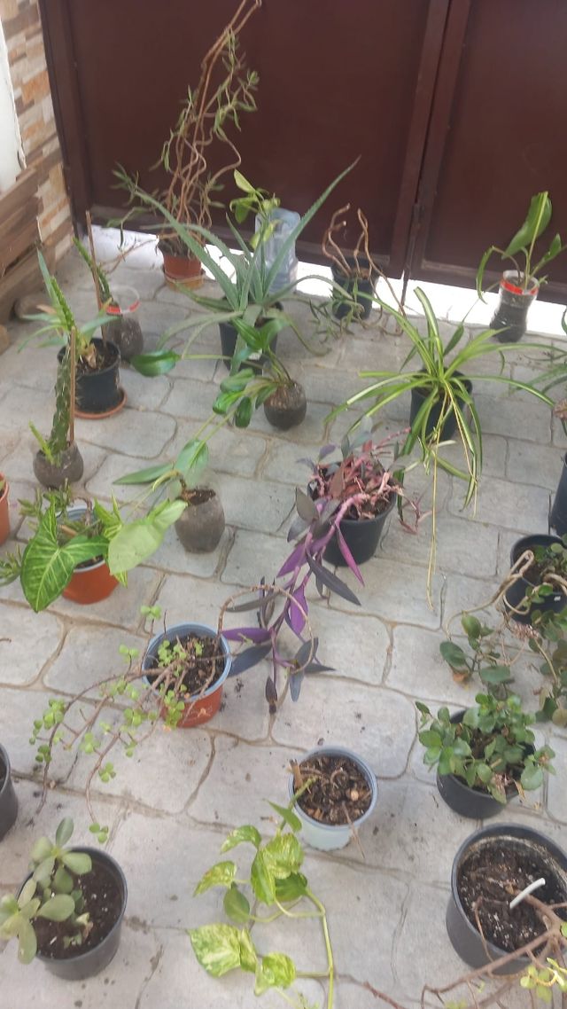Bonitas plantas y variedad