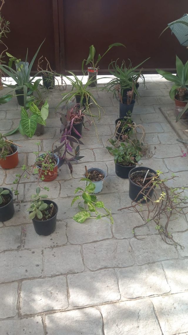 Bonitas plantas y variedad