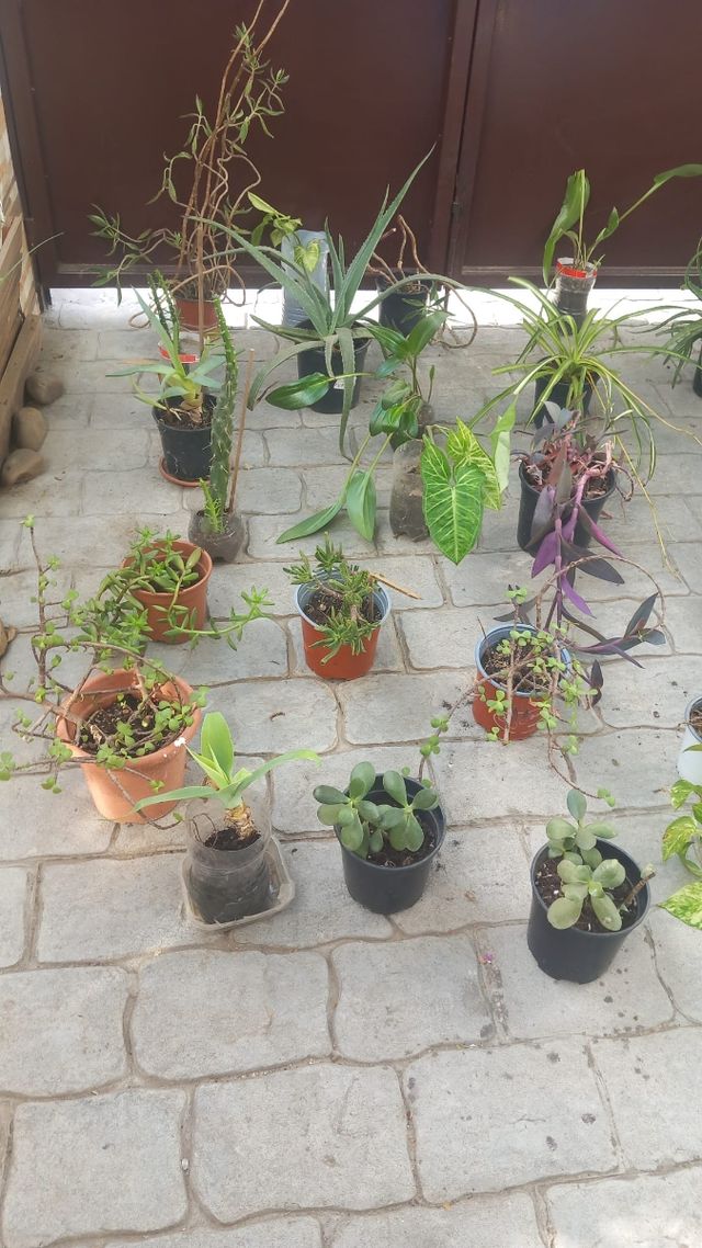 Bonitas plantas y variedad