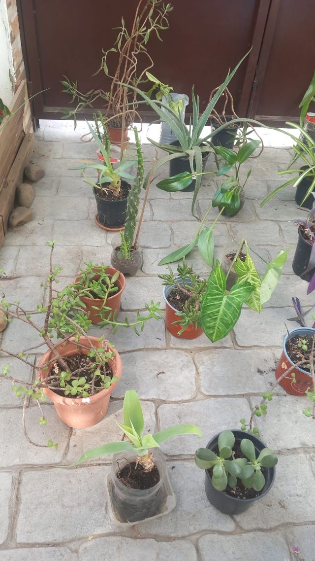 Bonitas plantas