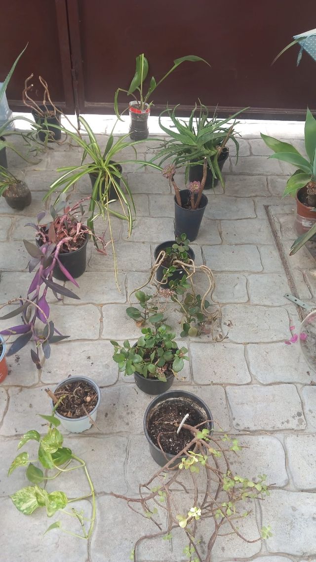 Bonitas plantas