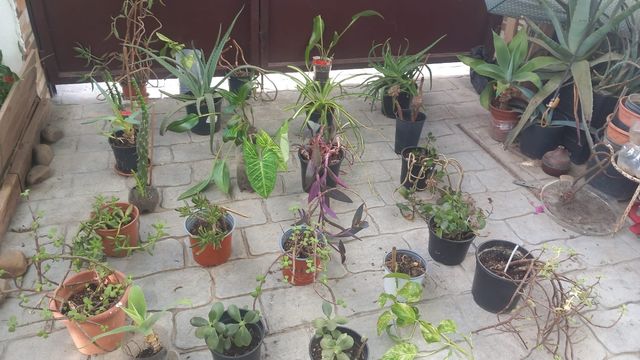 Bonitas plantas