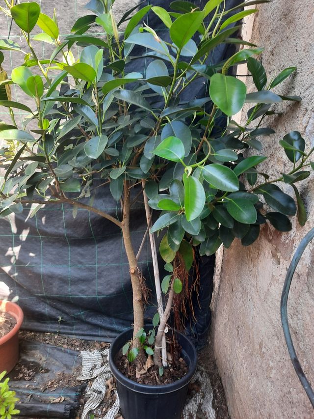 Ficus