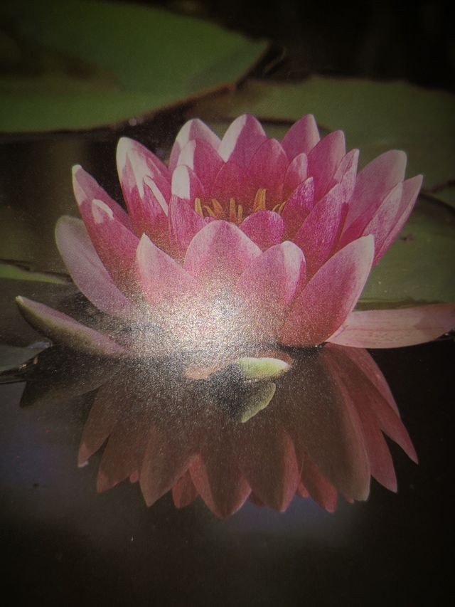 Agenda teléfonos y direcciones