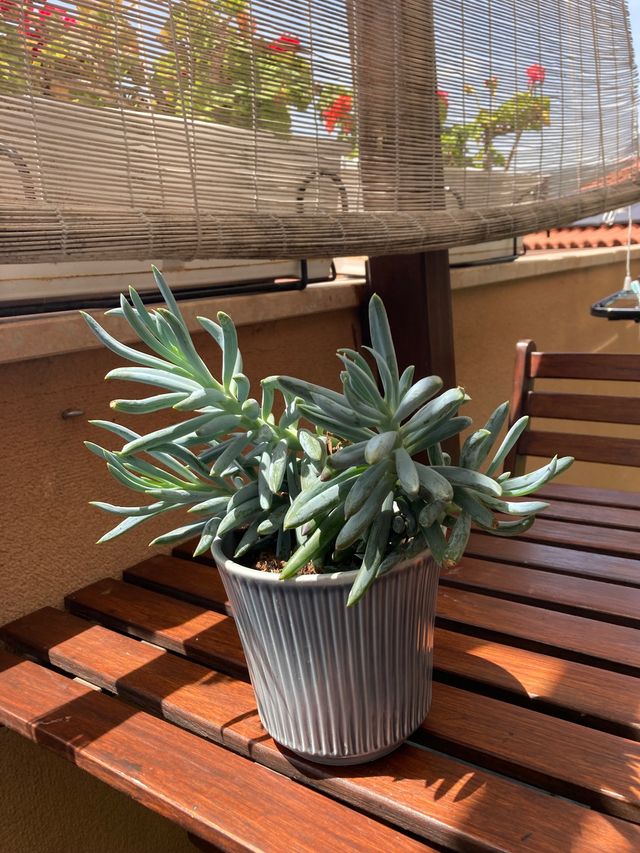 Esquejes de Suculenta azul, no incluye tiesto..