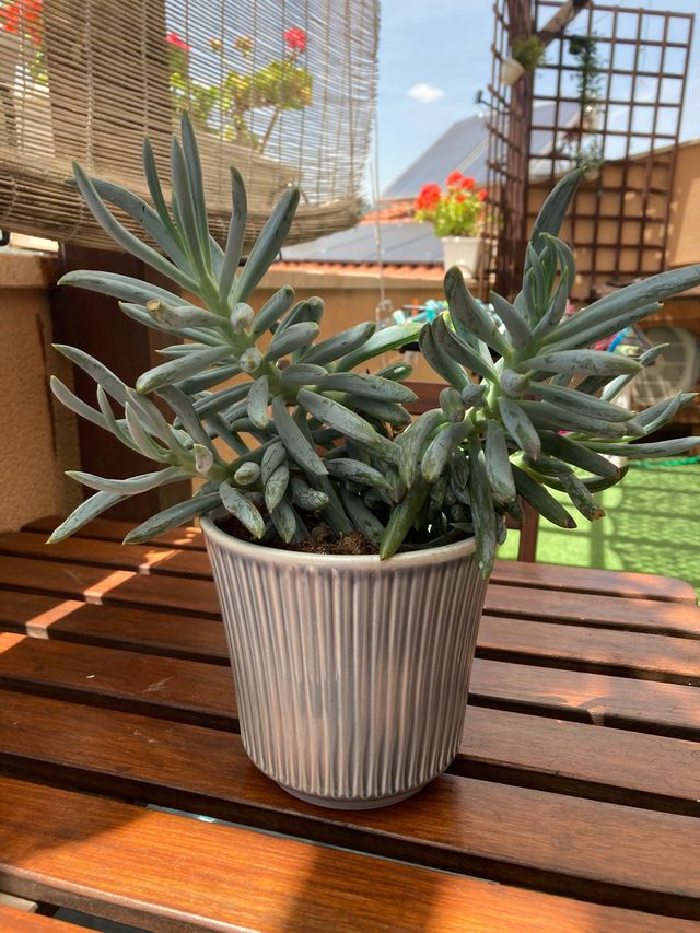 Esquejes de Suculenta azul, no incluye tiesto..