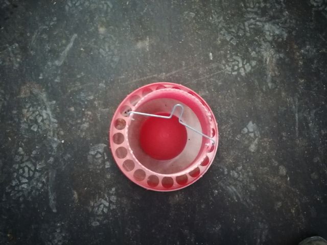 se venden comederos para pollos pequeños