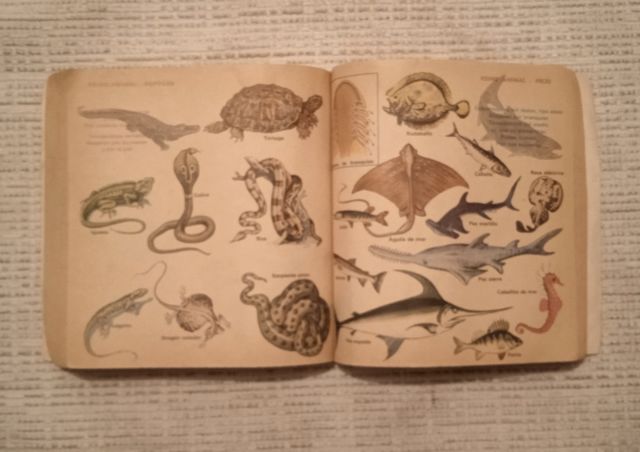 libro MEGA COCHES y diccionario EGB años 80