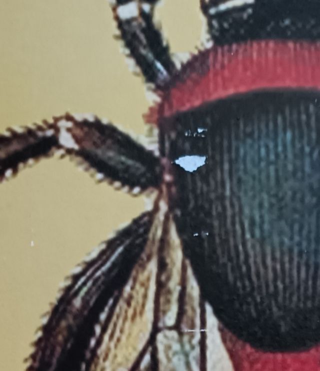 Cuadro metálico Let It Bee.