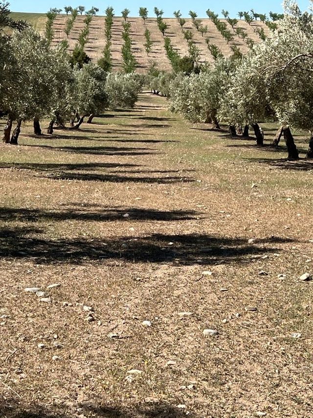 Finca rustica Las Gabias